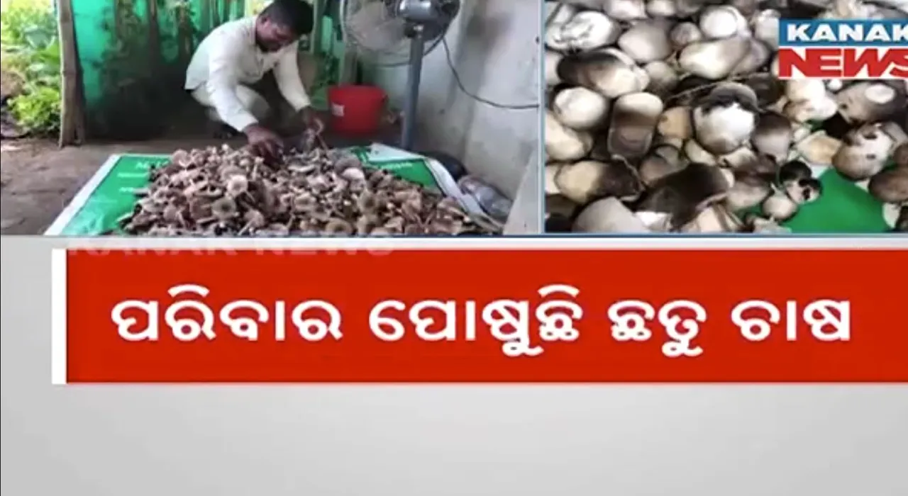 ଯୁବଚାଷୀଙ୍କ ପାଇଁ ରୋଜଗାରର ମାଧ୍ୟମ ପାଲଟିଛି ଛତୁଚାଷ । ଚାଷ ବିଷୟରେ ୟୁଟ୍ୟୁବରୁ ନେଇଛନ୍ତି ପ୍ରଶିକ୍ଷଣ