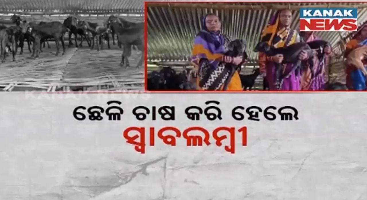  ଛେଳି ଚାଷରୁ ଭଲ ରୋଜଗାର । ଗଂଜାମ ଧରାକୋଟରେ ଗାଁ ମହିଳାମାନେ ଛେଳି ଚାଷ କରି ହେଉଛନ୍ତି ଲାଭବା. ପ୍ରାଣୀ ସଂପଦ ବିଭାଗ ଯୋଗାଉଛି ସହାୟତା