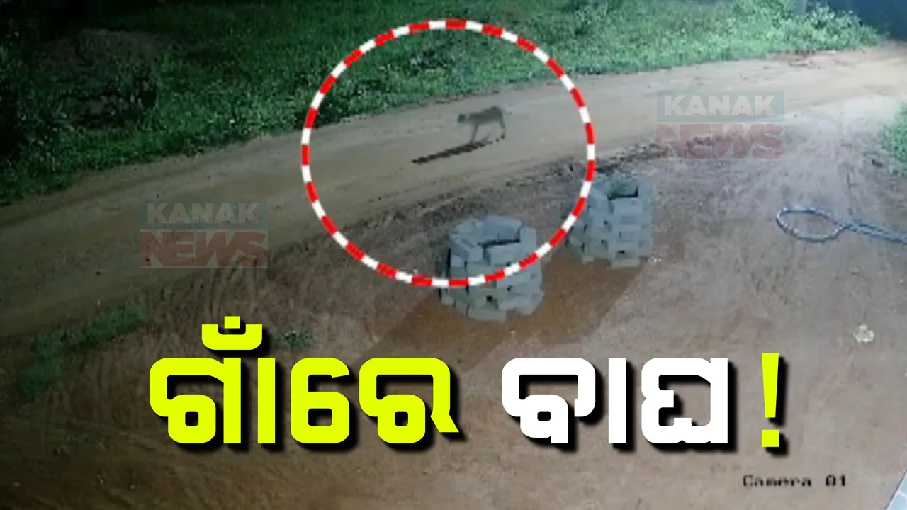  ଗାଁରେ ବୁଲୁଛି ବାଘ ! ଆତଙ୍କରେ ଢେଙ୍କାନାଳ ଘାଗରାମୁଣ୍ଡା ଗାଁ