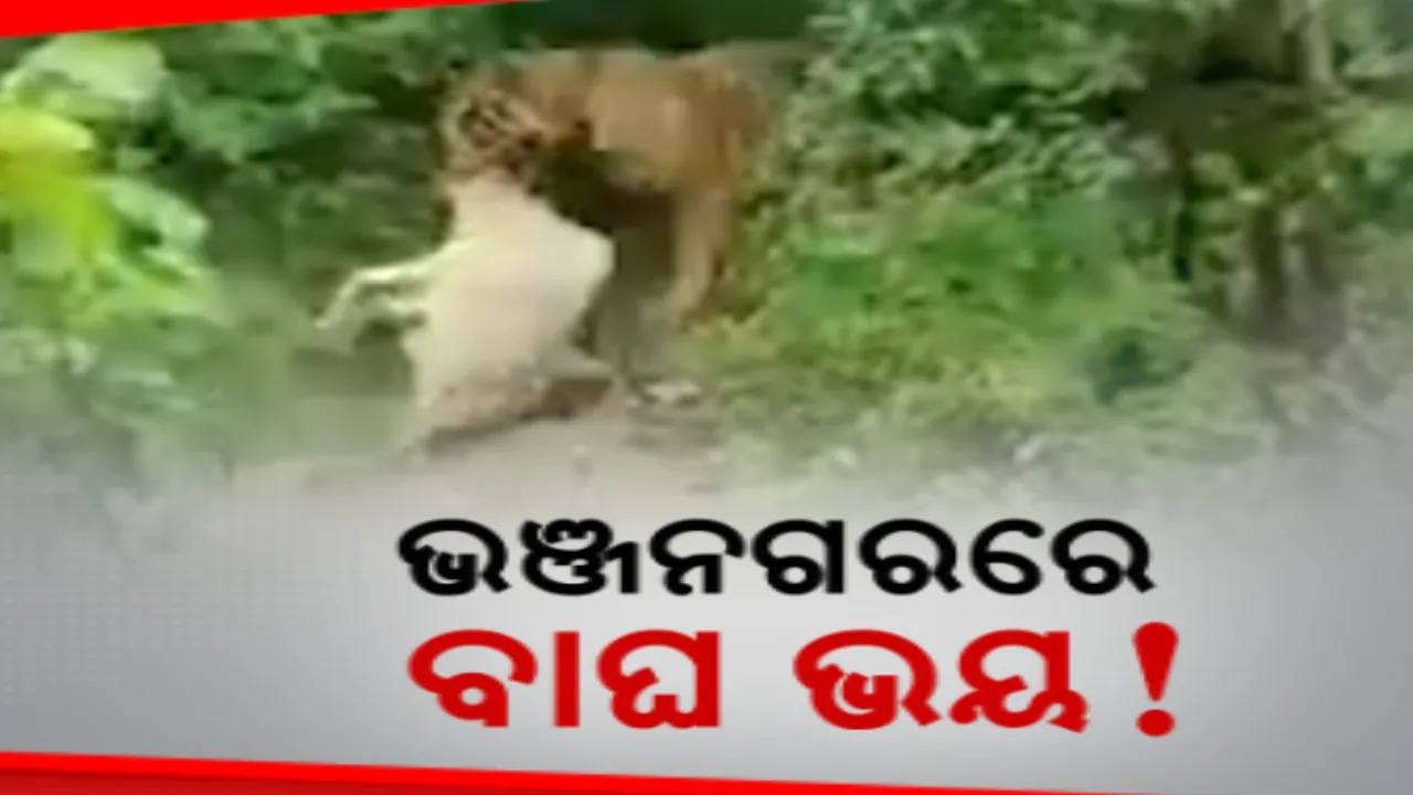  ଭଞ୍ଜନଗର ଉତ୍ତର ଘୁମୁସର ବନଖଣ୍ଡରେ ବଢୁଛି ବାଘ ଭୟ । ୫ ମାସରେ ବାଘ ମାରି ଖାଇଲାଣି ୧୭ ଗାଈଗୋରୁ, ପଶୁଙ୍କ ସୁରକ୍ଷା ନେଇ ଚିନ୍ତାରେ ଚାଷୀ