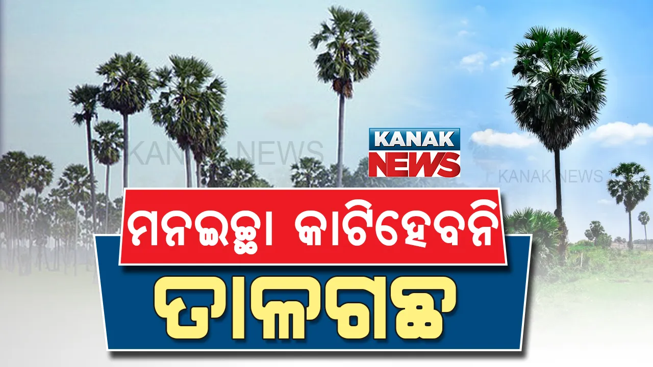  ମନଇଚ୍ଛା କାଟି ପାରିବେନି ତାଳଗଛ: ବିନା ଅନୁମତିରେ ଗଛ କାଟିଲେ କାର୍ଯ୍ୟାନୁଷ୍ଠାନ