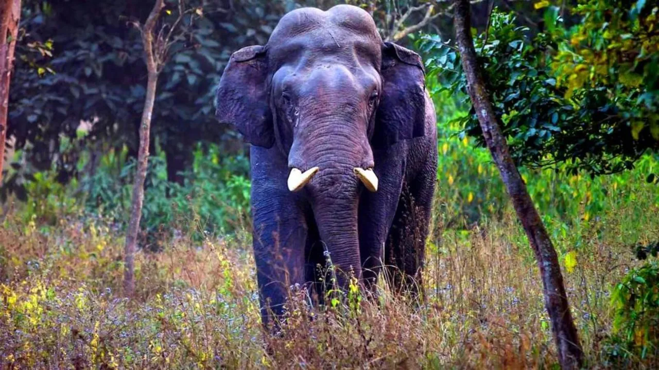  ହାତୀ ଉତ୍ପାତ, ଅଳ୍ପକେ ବର୍ତ୍ତିଲା ପରିବାର । 