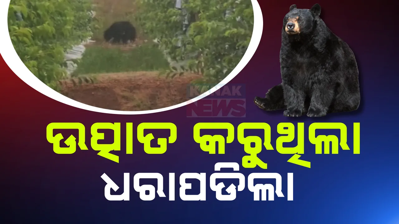  ଯନ୍ତାରେ ପଡ଼ିଲା ଜଙ୍ଗଲି ଭାଲୁ ; କୋରାପୁଟ ବୋରିଗୁମ୍ମାରେ କରୁଥିଲା ଉତ୍ପାତ