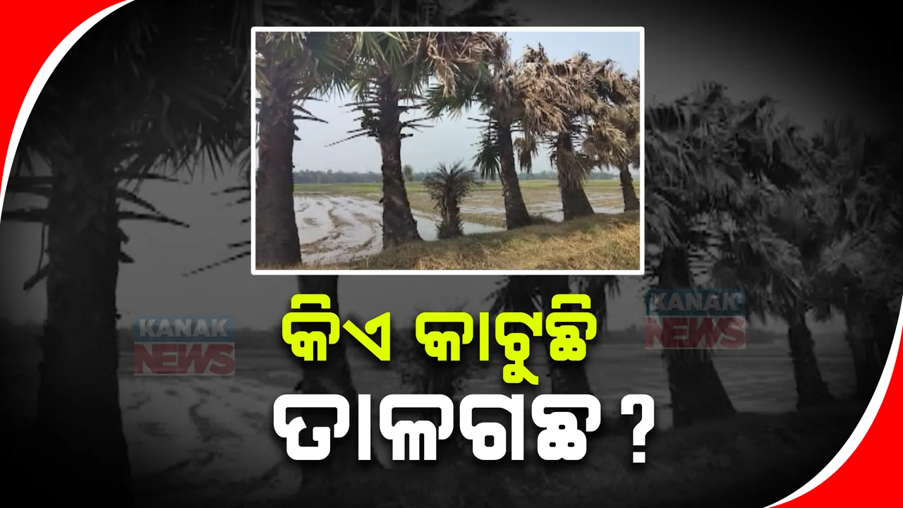  ସରକାରୀ ନିୟମର ଉଲ୍ଲଂଘନ । ଦିନ ଦିପହରରେ କଟଯାଉଛି ତାଳ ଗଛ, ଭୋଗରାଇରେ କୀଟନାଶକ ଔଷଧ ପକାଇ ଗଛ ନଷ୍ଟ କରାଯାଥିବା ଅଭିଯୋଗ 