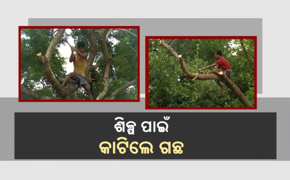  ଶିଳ୍ପ ପାଇଁ କାଟିଲେ ଗଛ: ଭୁଲିଗଲେ ନିଜ ଦାୟିତ୍ୱ