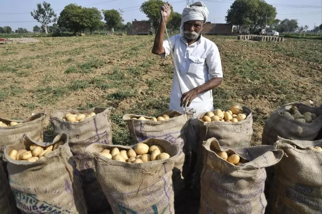  ଅଧିକ ଦିନ ରହୁନାହିଁ ଉତ୍ତରପ୍ରଦେଶରୁ ଆସୁଥିବା ଆଳୁ ;  ଦୁଇ ତିନି ଦିନ ପରେ ପଚି ନଷ୍ଟ ହୋଇଯାଉଛି , ଚିନ୍ତାରେ ଗୋଦାମ ମାଲିକ 