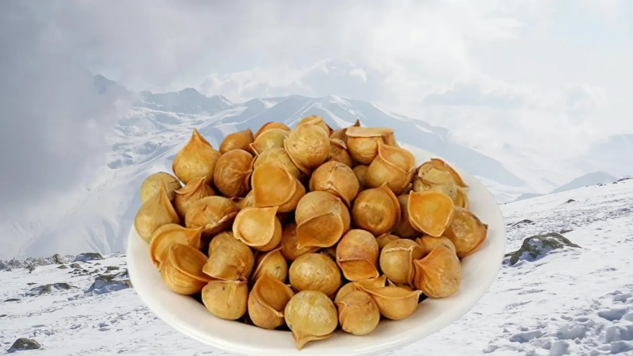 Kashmiri Snow Mountain Garlic