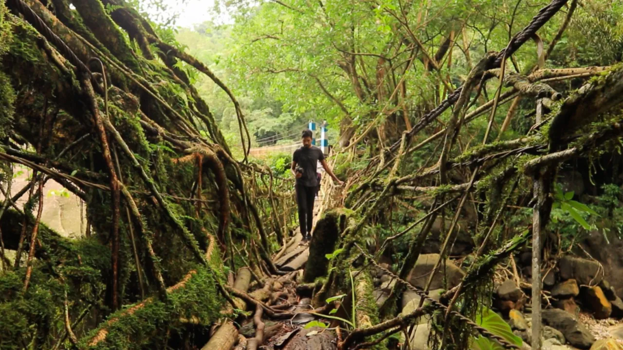 living root bridges meghalaya india