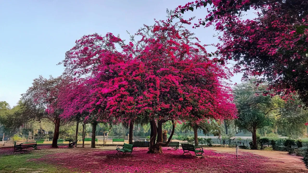 Delhissummerblooms