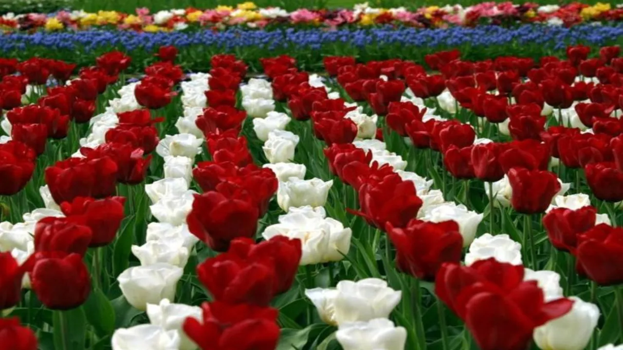 International Flower Festival- 2025 Date Time Travel Tips