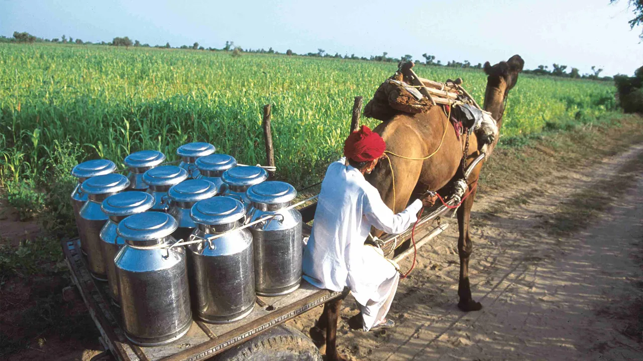 Milk production