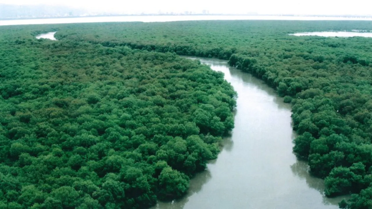 Vikroli Mangroves 
