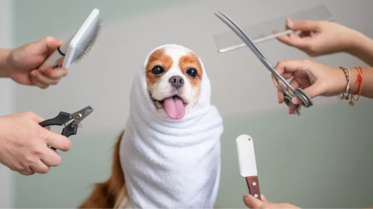 pet grooming near me, pet grooming centre near me, best kitten food