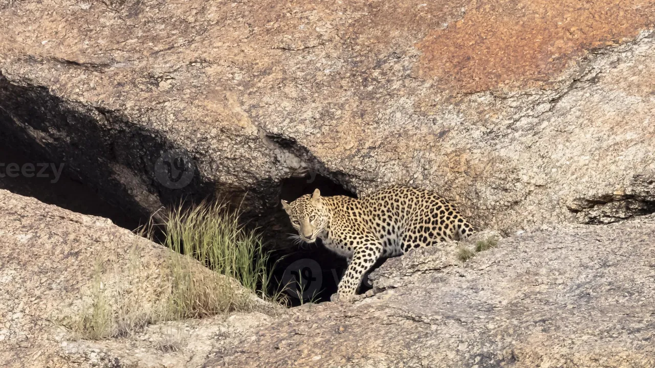 Copy of Local Samosa FI - 5