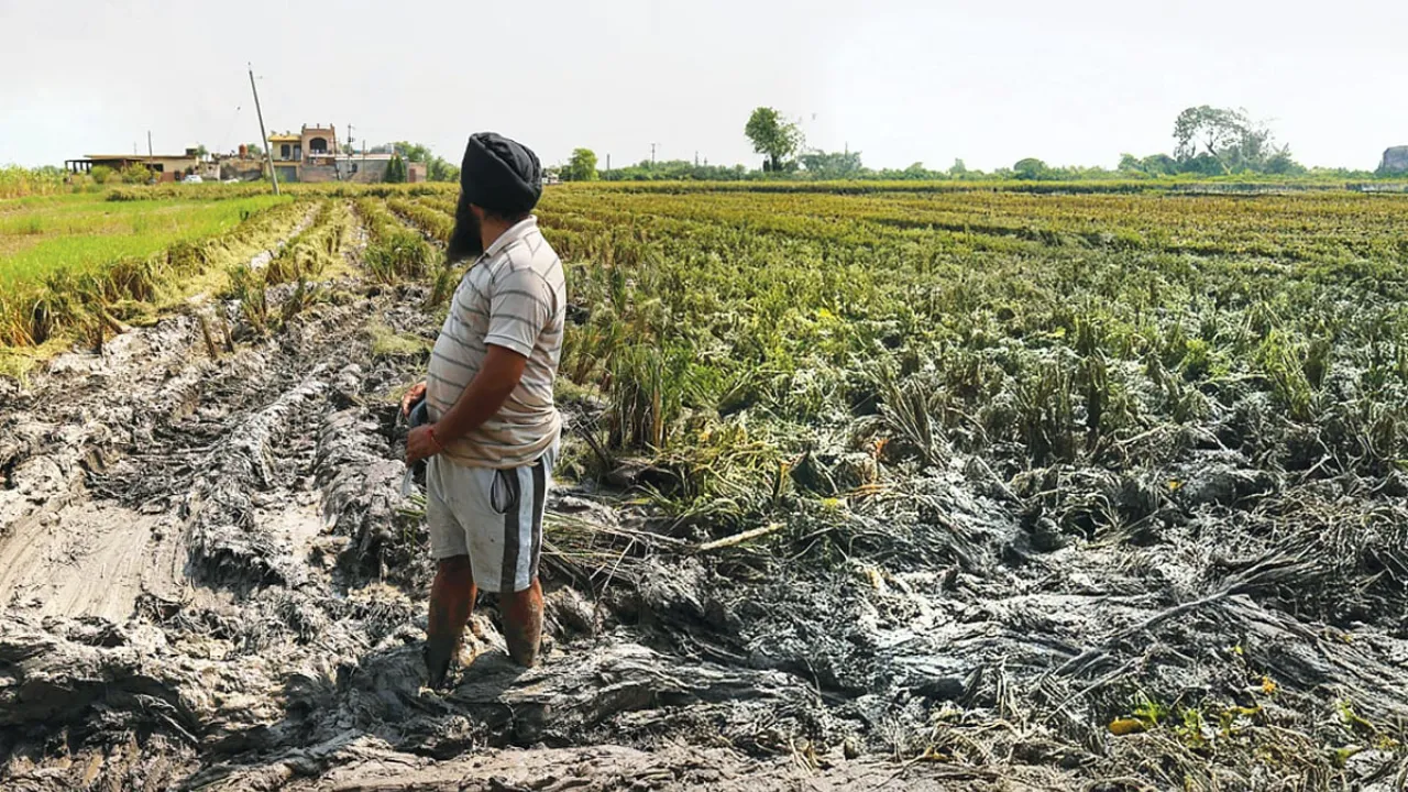 Copy of Local Samosa FI - 1