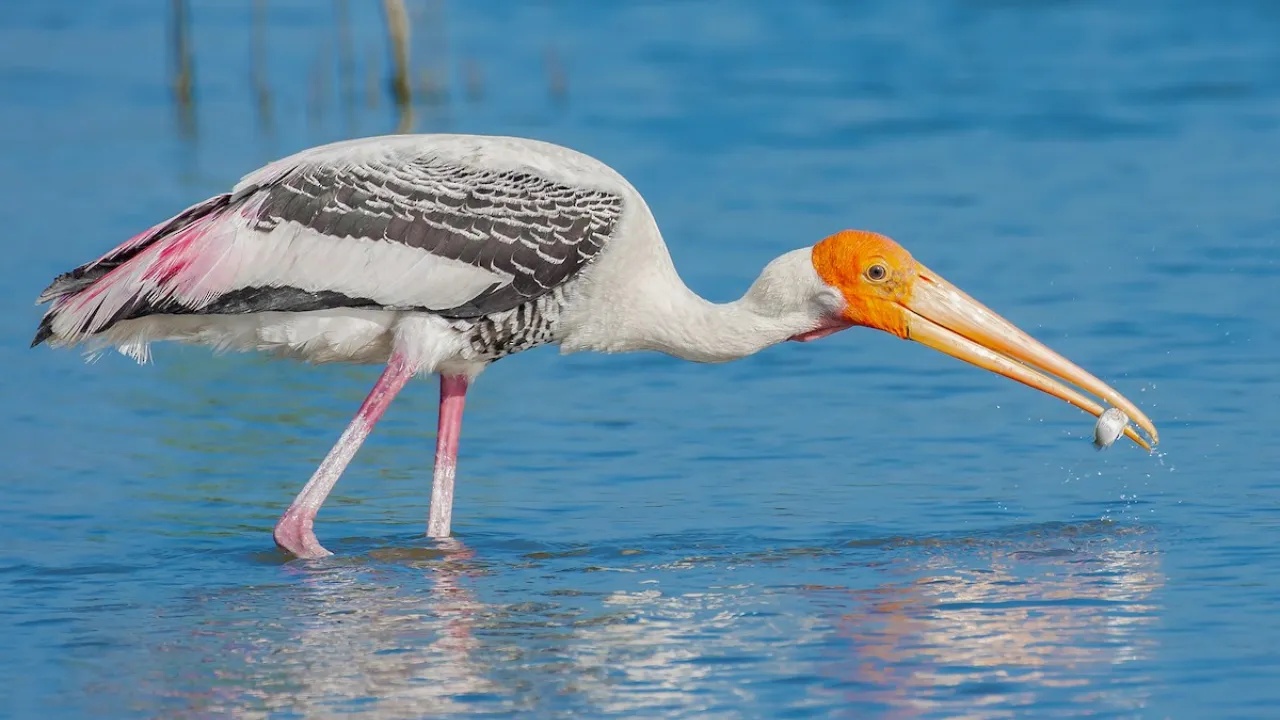 11 ramsar sites in up