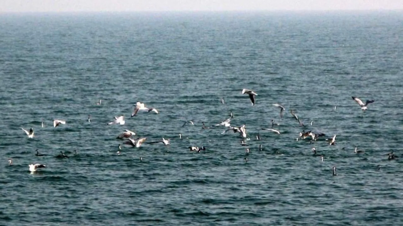 Copy of Local Samosa FI - 6