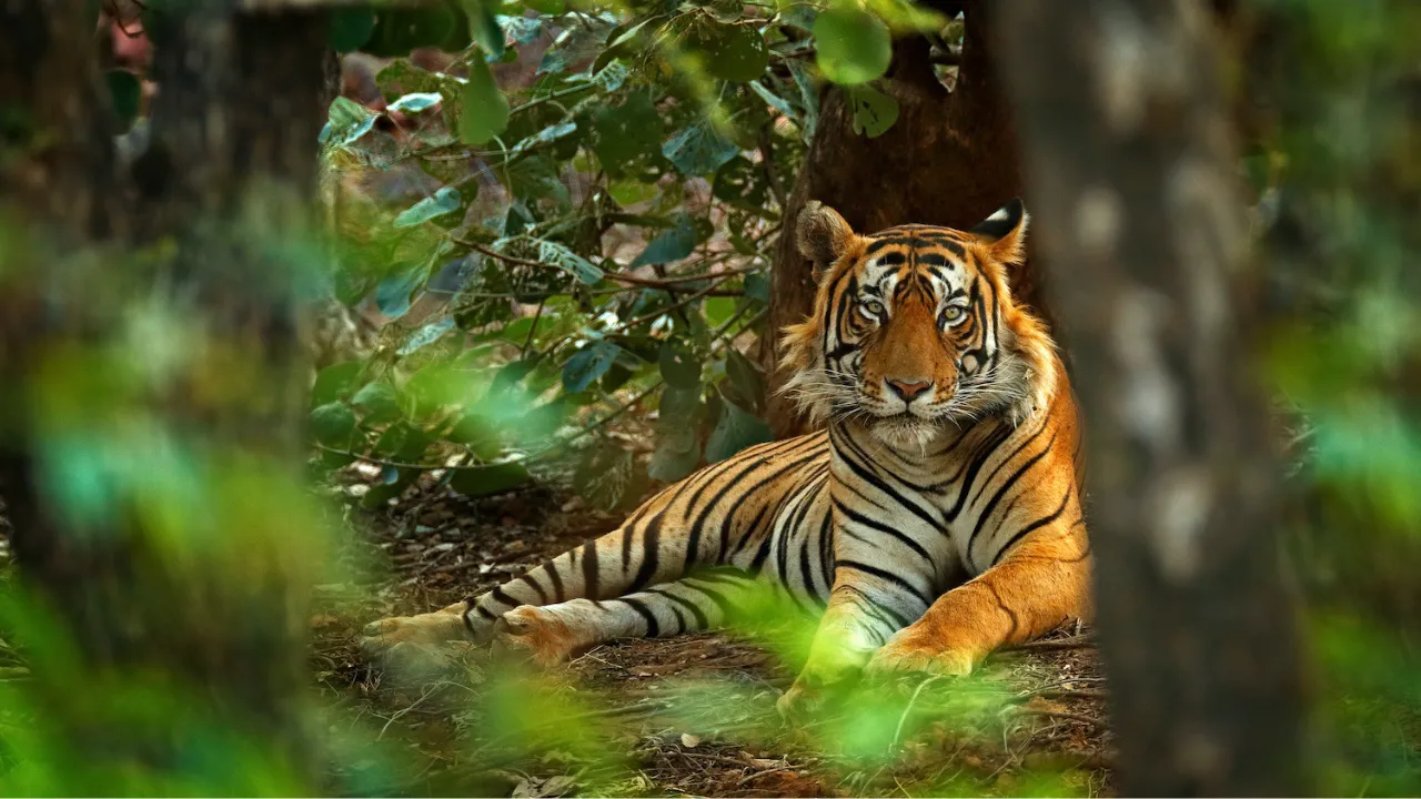 National Parks in India