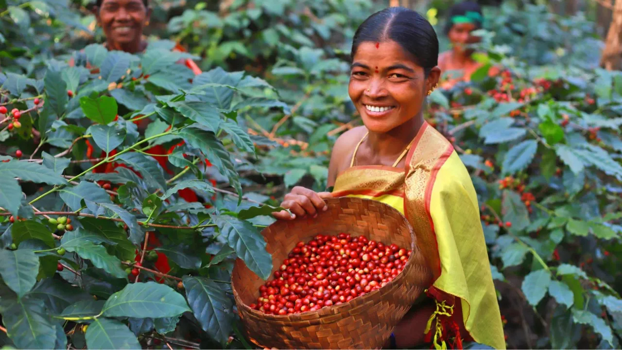 Araku Coffee