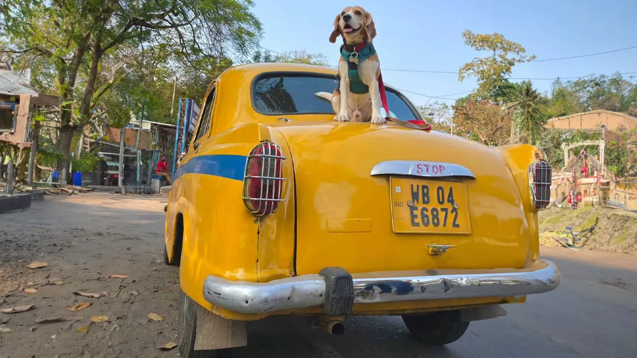 travel with dog 