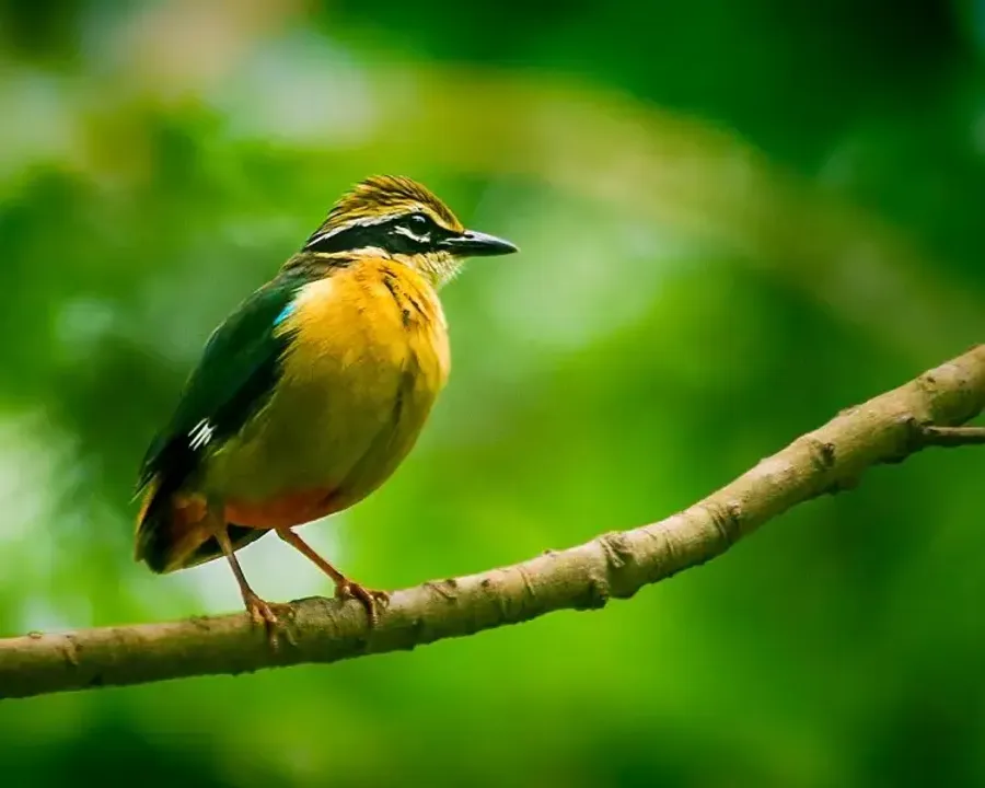 migratory birds in india in summer