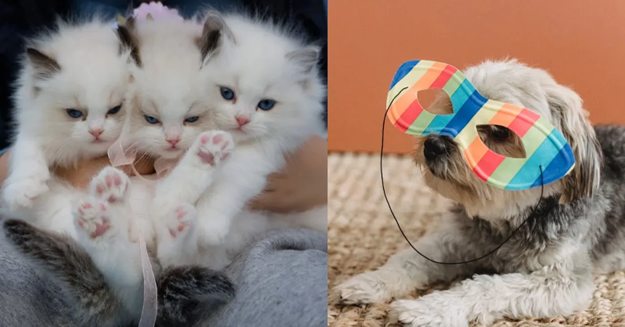 ‘Mutts Over You’ event in Gurgaon to woo your pets this Sunday!