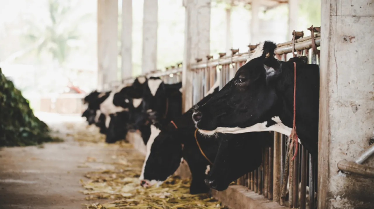 Here's how you can help the cattle farms during the lockdown