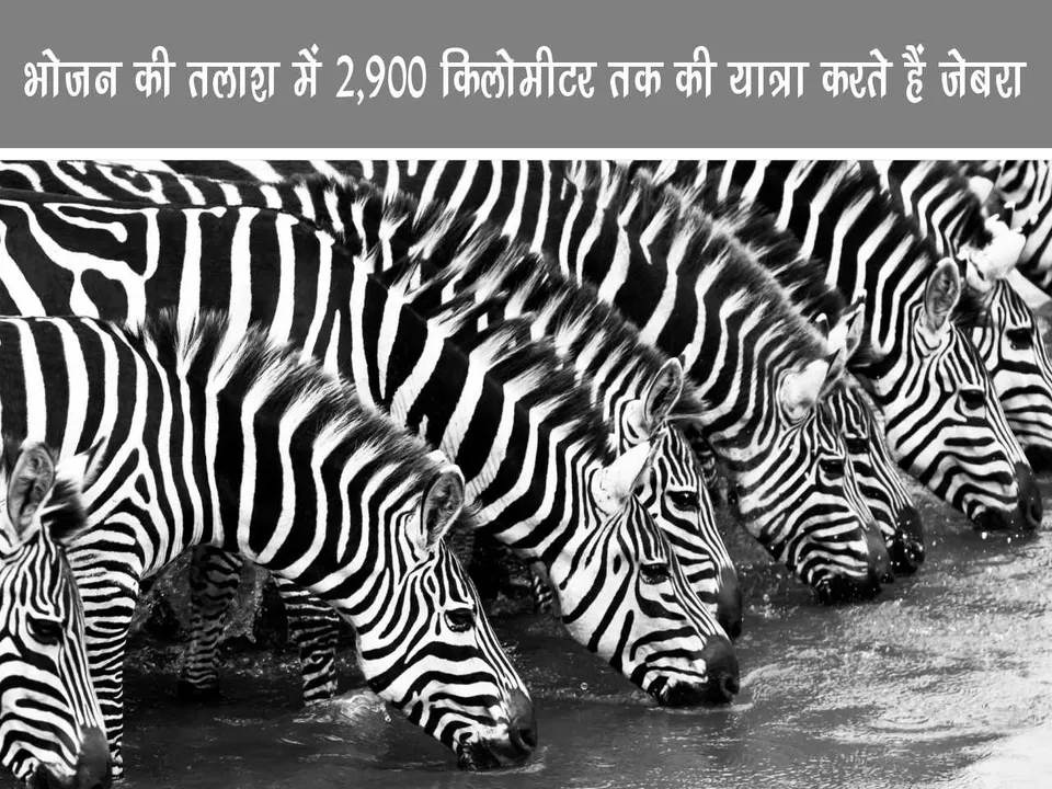 zebras drinking water