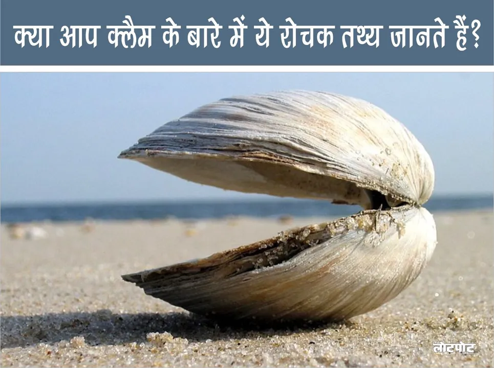 Did you know these interesting facts about clams