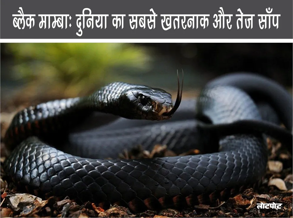 Black Mamba The most dangerous and fastest snake in the world