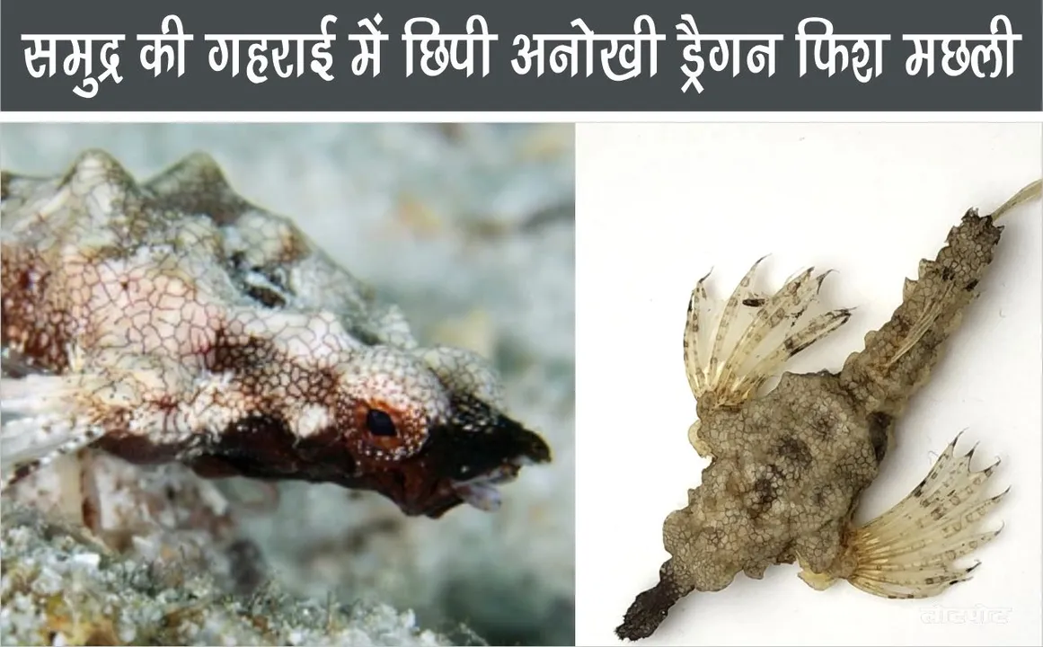 Unique dragon fish hidden in the depths of the sea