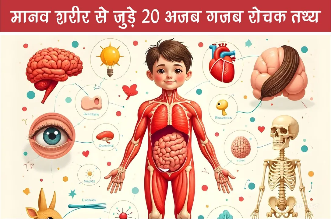 20 amazing and interesting facts related to human body