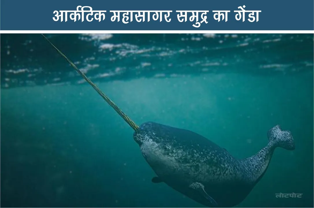Narwhal Arctic Ocean Unicorn of the Sea