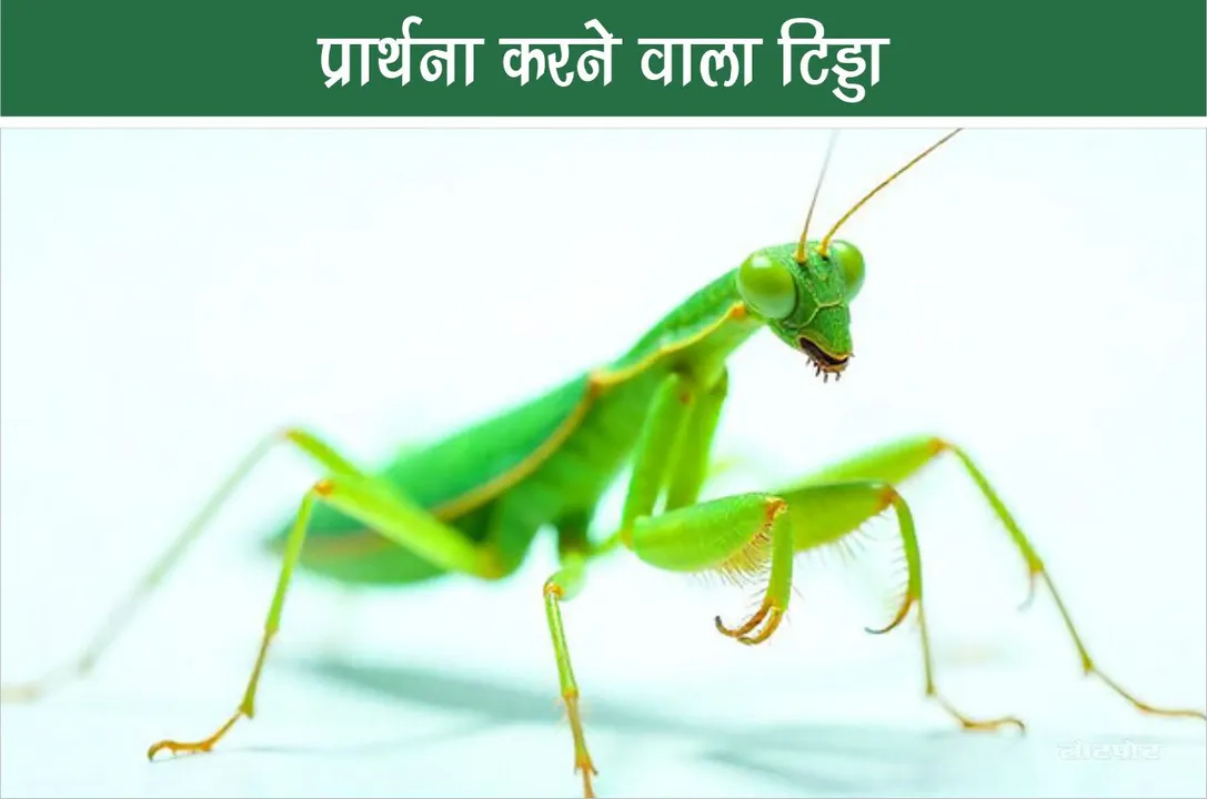 called Praying Mantis in English