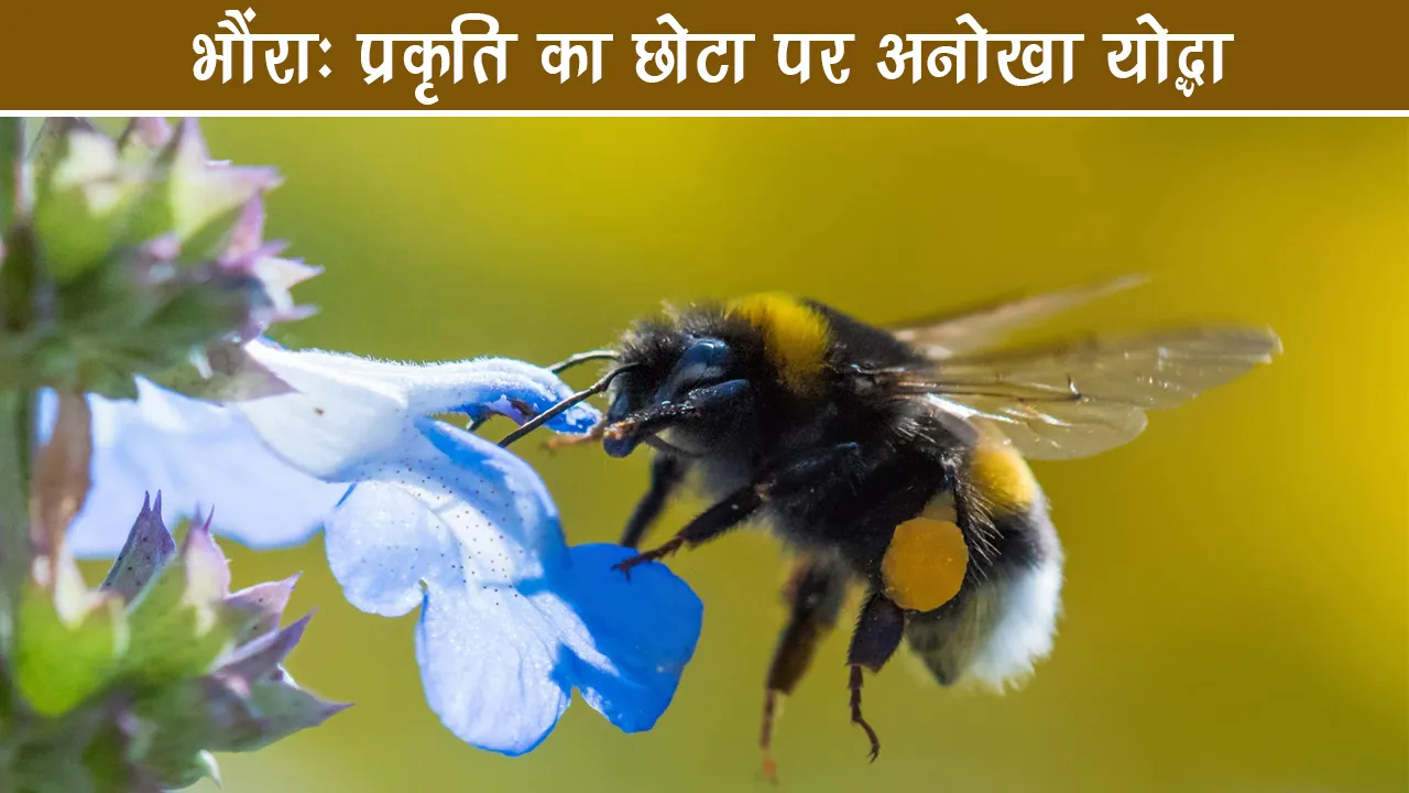 Bumblebee Nature small but unique warrior