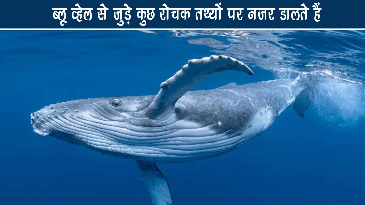 Let's look at some interesting facts related to the Blue Whale.