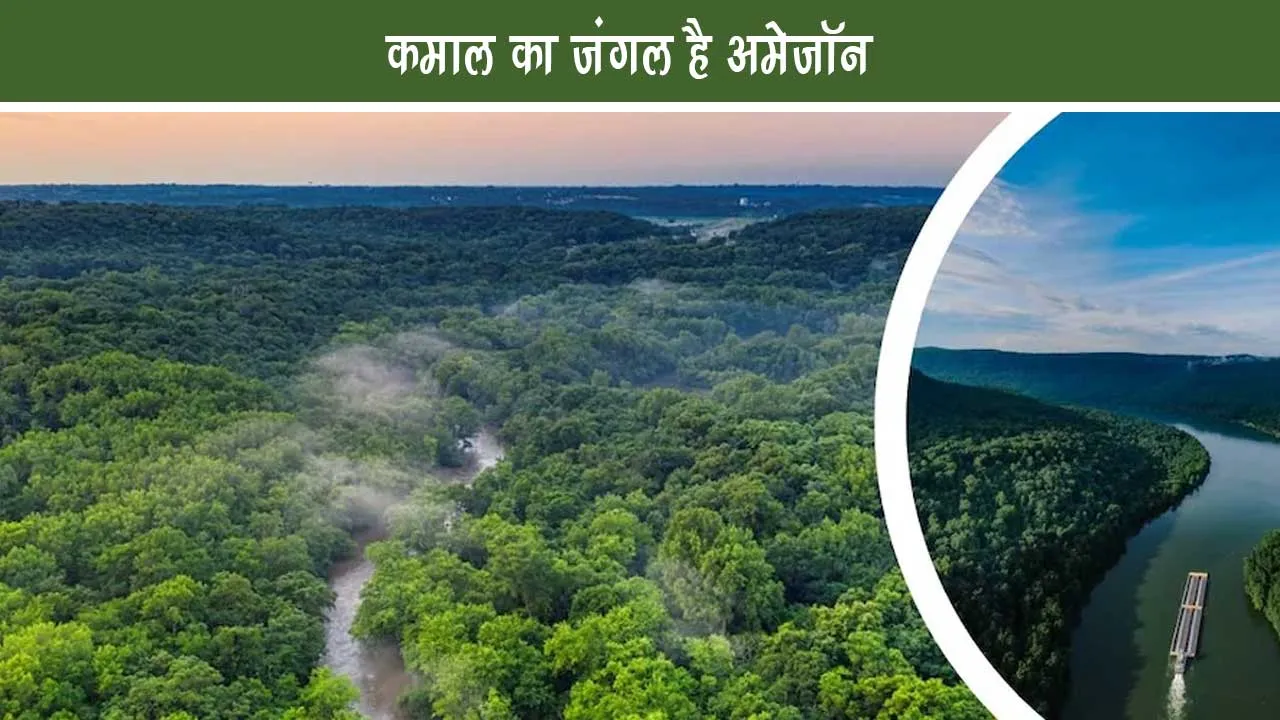 Jungle World Amazon is Amazon