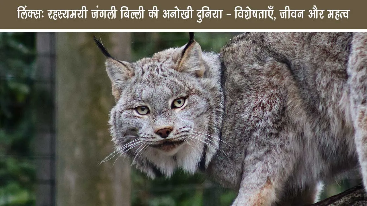 Links The unique world of mysterious wild cat - characteristics life and importance