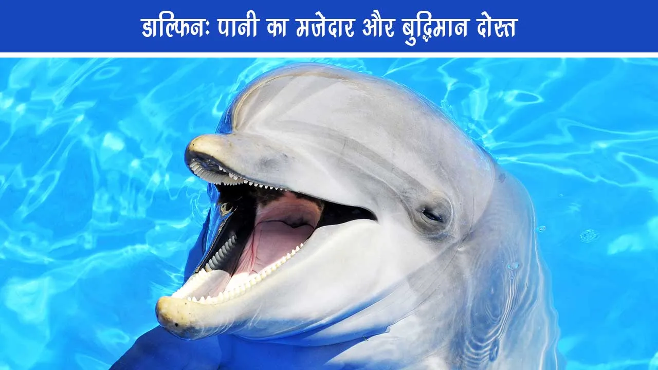 Dolphin- Funny and intelligent friend of water