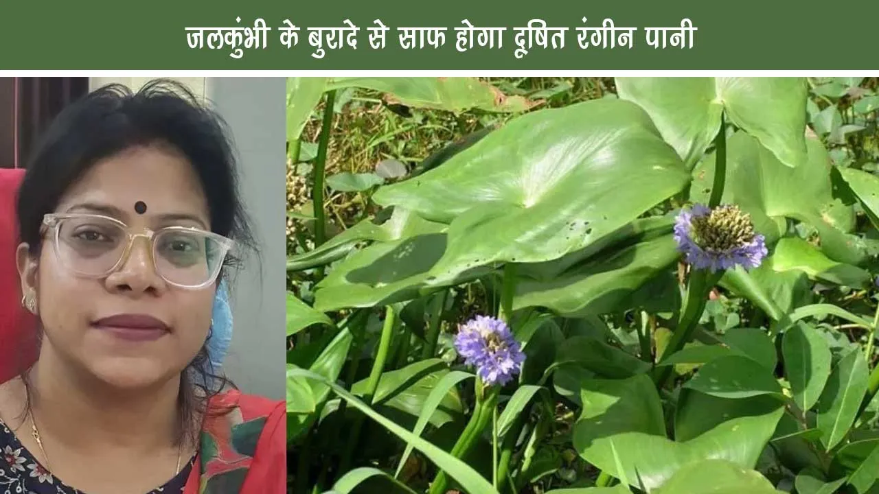  जलकुंभी के बुरादे 