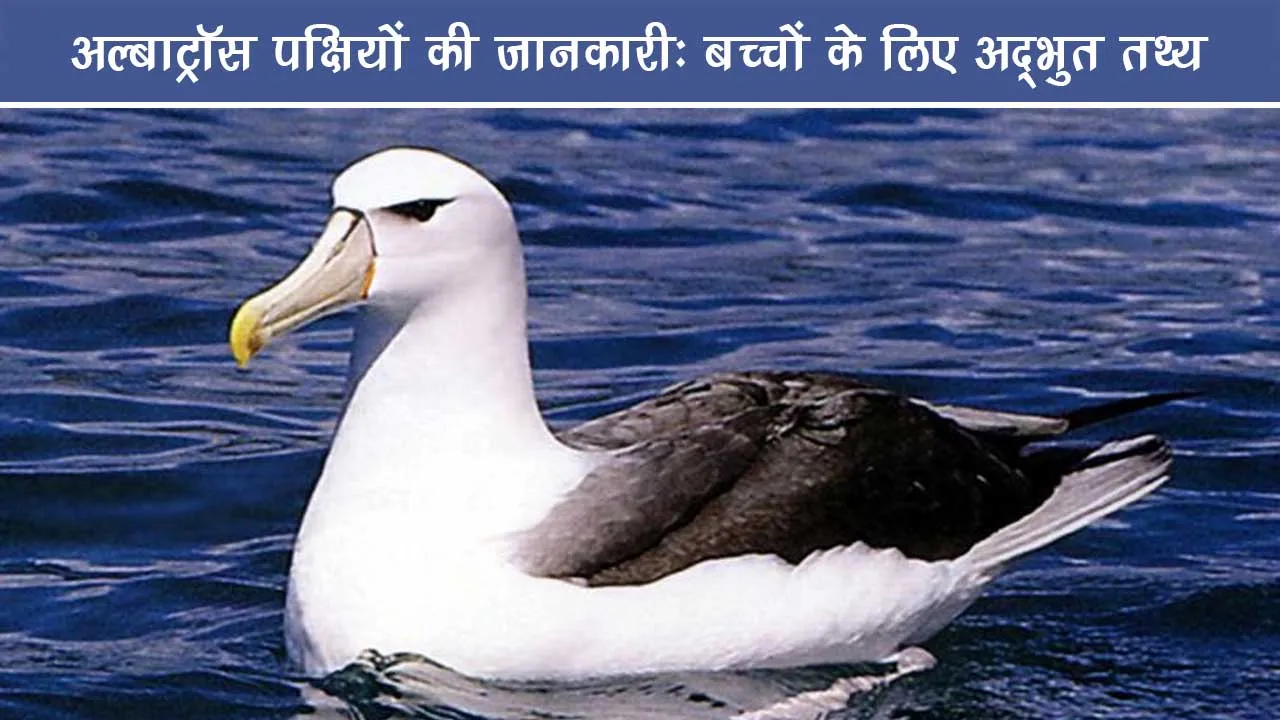 Albatrosses-birds-information-amazing-facts-for-children