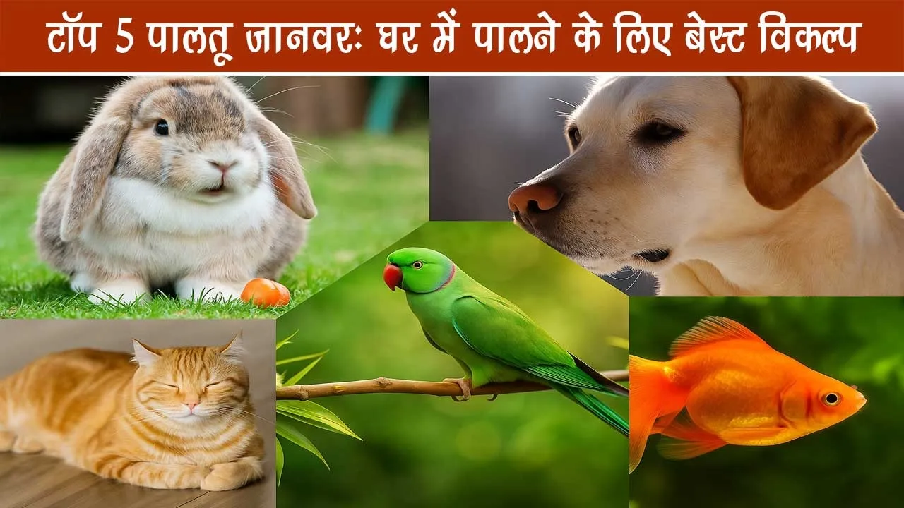 top-5-pets-ghar-me-paalne-ke-liye