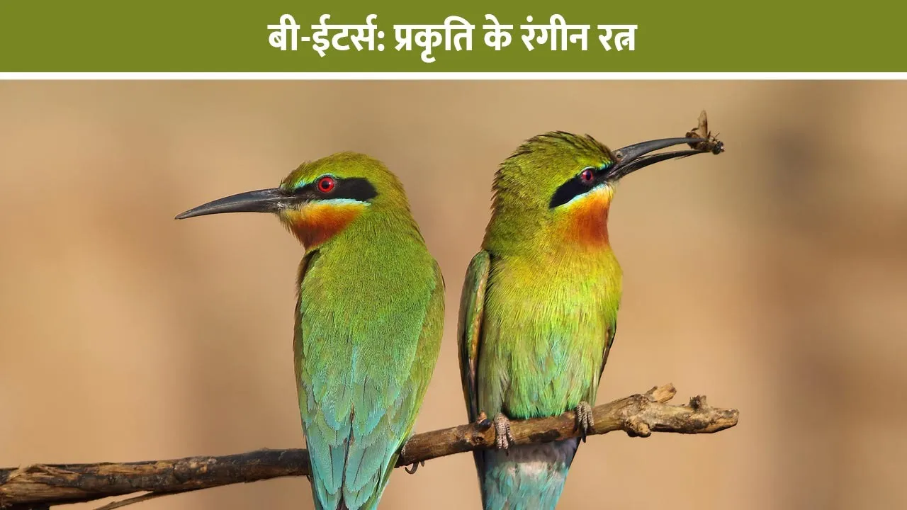bee-eaters-prakriti-ke-rangin-ratan