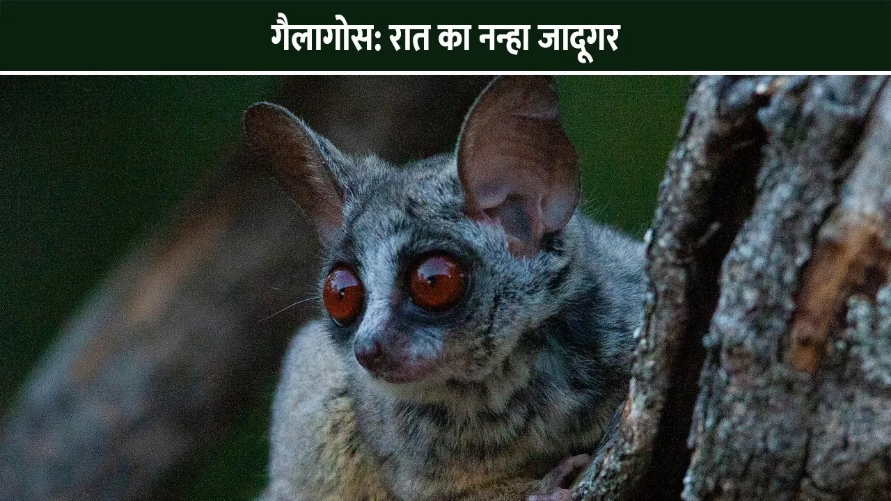Galagos-Night-Little-Magician