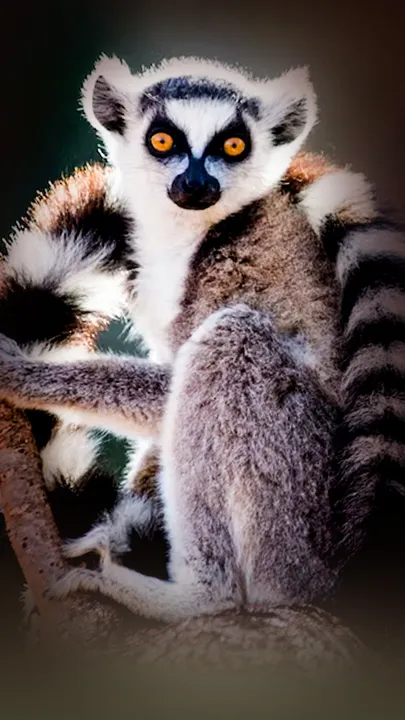 aye aye lemur duniya ka sabse bada ratrichar prani (1)