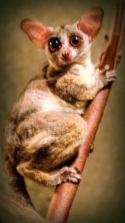 Galagos Night Little Magician (1)