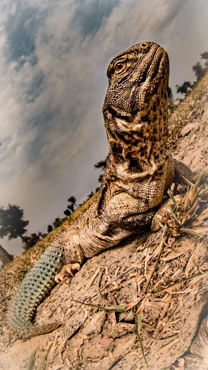 Indian prickly tail lizard (Saara Hardwickii)-Complete information (1)