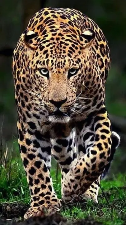 Jaguar The powerful hunter of the forest, who is on the verge of extinction (1)