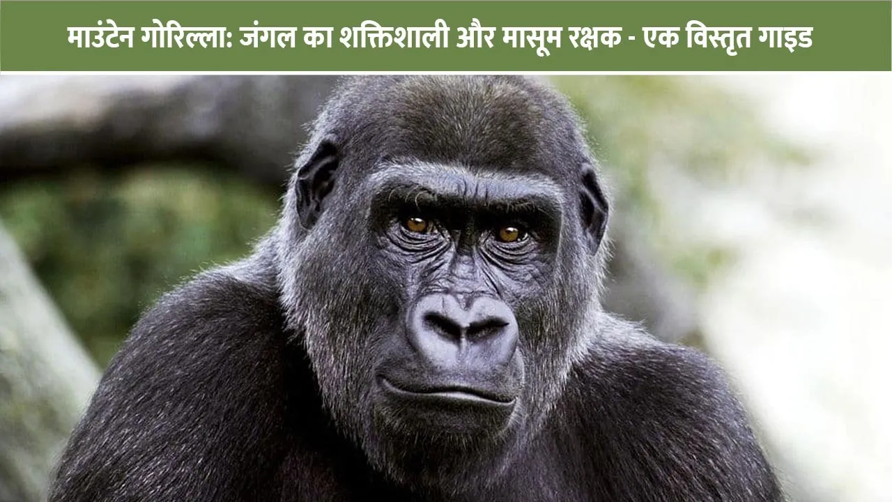 mountain-gorilla-complete-information-kids-guide-hindi-1