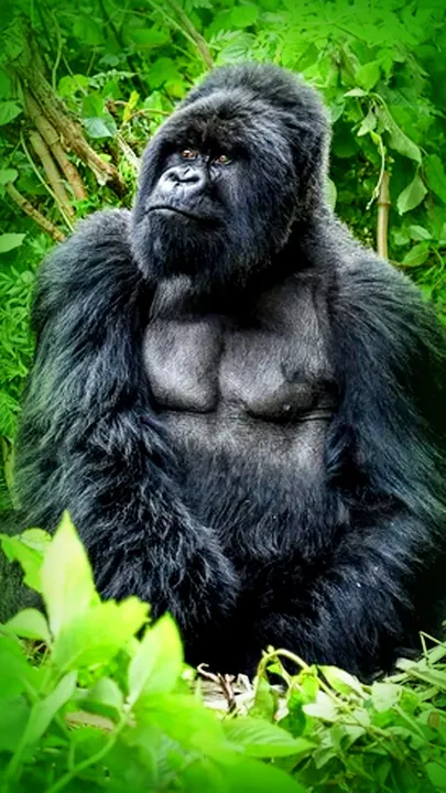 mountain gorilla complete information kids guide hindi (1)